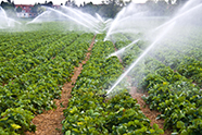 Agriculture & Irrigation